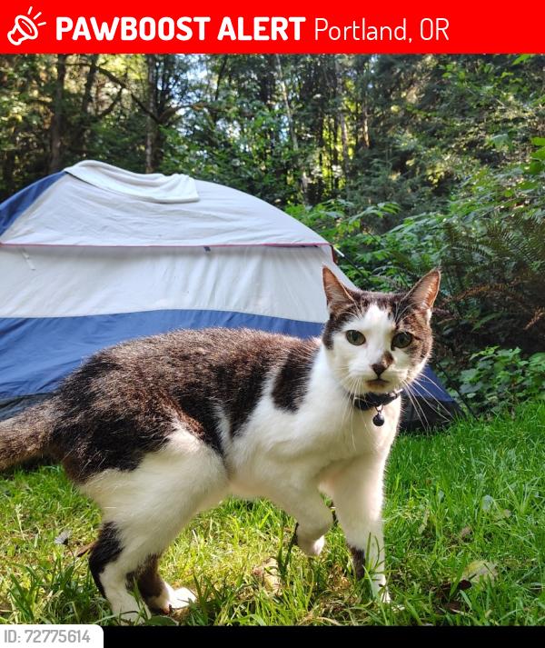 Lost Female Cat last seen N Pittsburgh Ave. and N Crawford St. , Portland, OR 97203