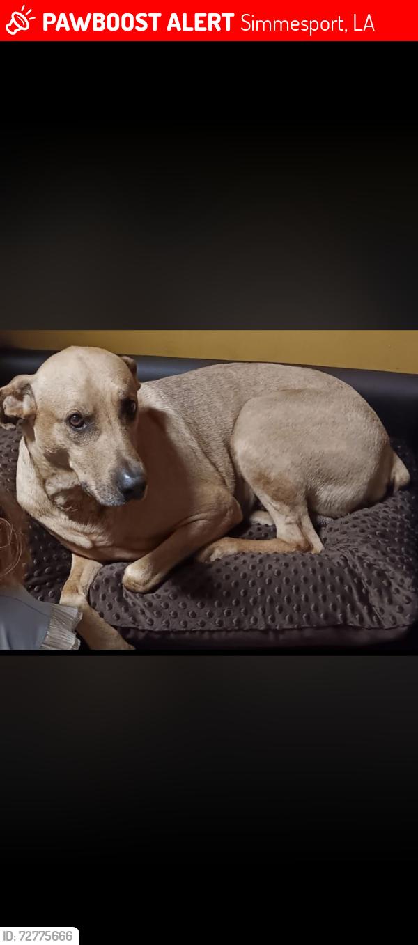 Lost Male Dog last seen Went missing from yellow bayou could be near Simmesport la , Simmesport, LA 71369