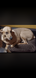 Lost Male Dog last seen Went missing from yellow bayou could be near Simmesport la , Simmesport, LA 71369