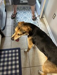 Found/Stray Male Dog last seen Tidewater & Norman, Norfolk, VA 23503