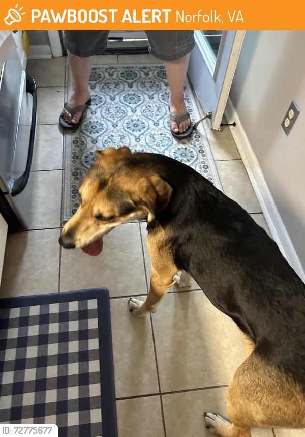 Found/Stray Male Dog last seen Tidewater & Norman, Norfolk, VA 23503