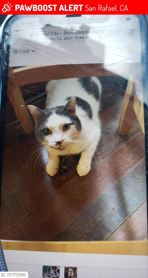 Lost Male Cat last seen Francisco blvd. /101, San Rafael, CA 94901