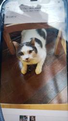 Lost Male Cat last seen Francisco blvd. /101, San Rafael, CA 94901
