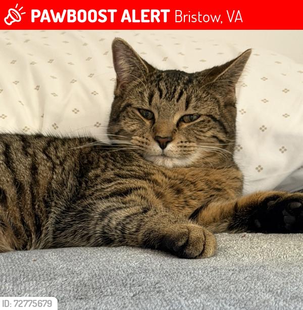 Lost Female Cat last seen Bristow VA, Bristow, VA 20136