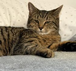 Lost Female Cat last seen Bristow VA, Bristow, VA 20136