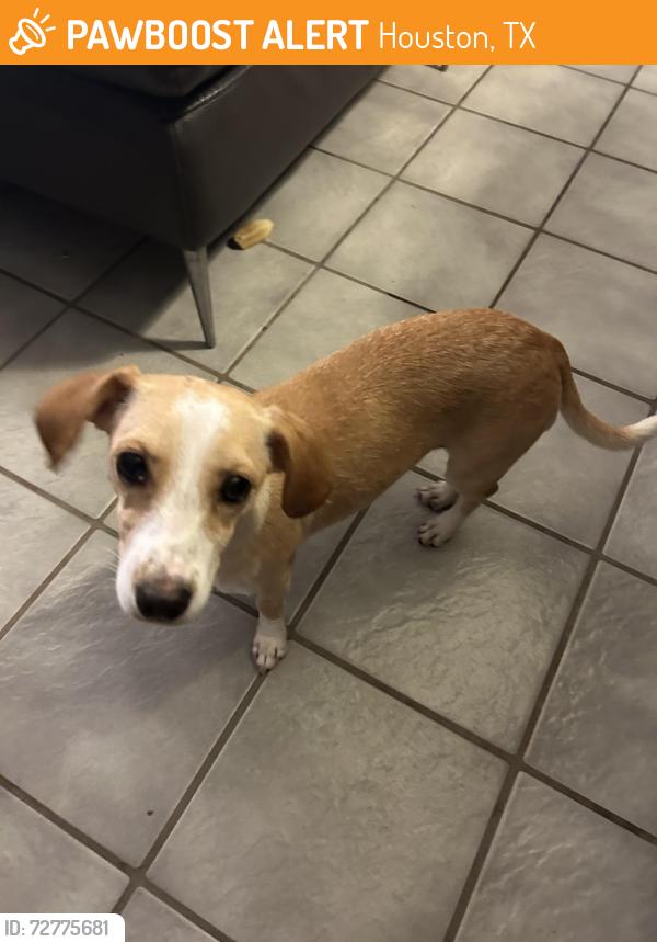 Found/Stray Female Dog last seen Roos and Cannock, Houston, TX 77074