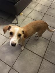 Found/Stray Female Dog last seen Roos and Cannock, Houston, TX 77074