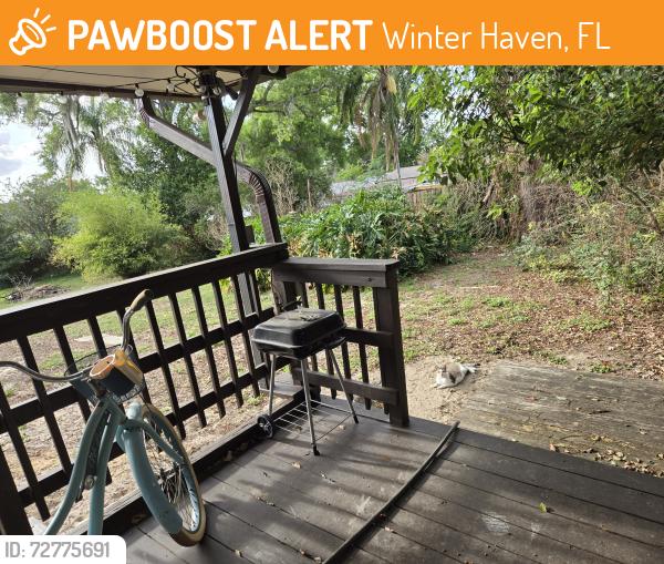 Found/Stray Unknown Cat last seen Lake Elbert Dr Ne, Winter Haven, FL 33881