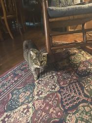 Found/Stray Female Cat last seen Hwy 150 N Shelby NC near YMCA, Shelby, NC 28150