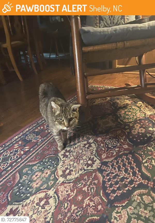Found/Stray Female Cat last seen Hwy 150 N Shelby NC near YMCA, Shelby, NC 28150