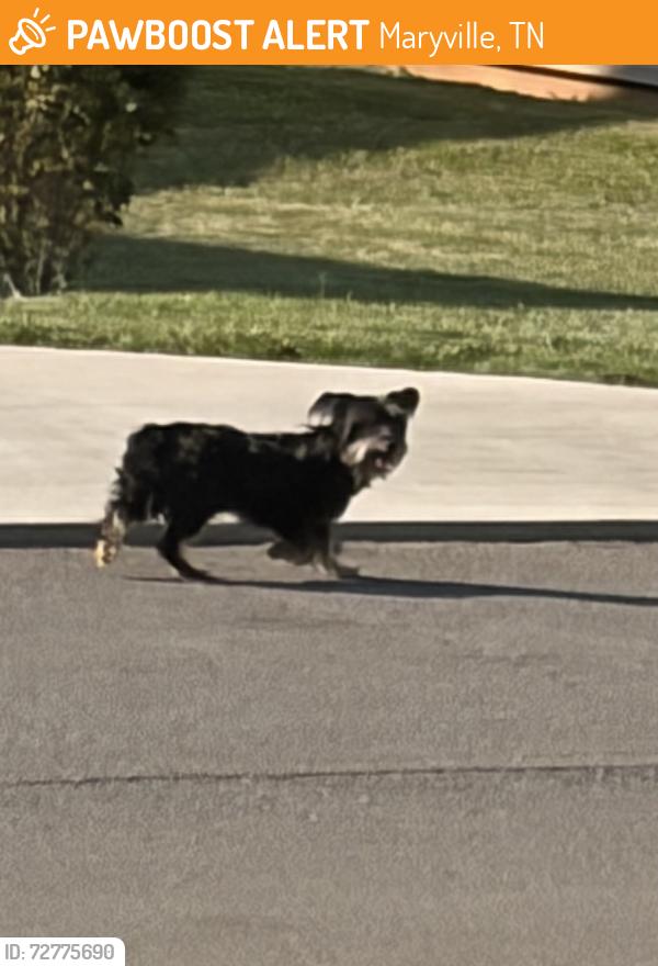 Found/Stray Unknown Dog last seen Chota and Mint Rd, Maryville, TN 37803