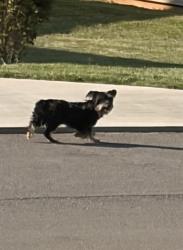 Found/Stray Unknown Dog last seen Chota and Mint Rd, Maryville, TN 37803