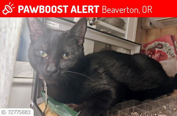 Lost Male Cat last seen Sw Lee Ave and sw 14th St , Beaverton, OR 97005