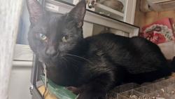 Lost Male Cat last seen Sw Lee Ave and sw 14th St , Beaverton, OR 97005