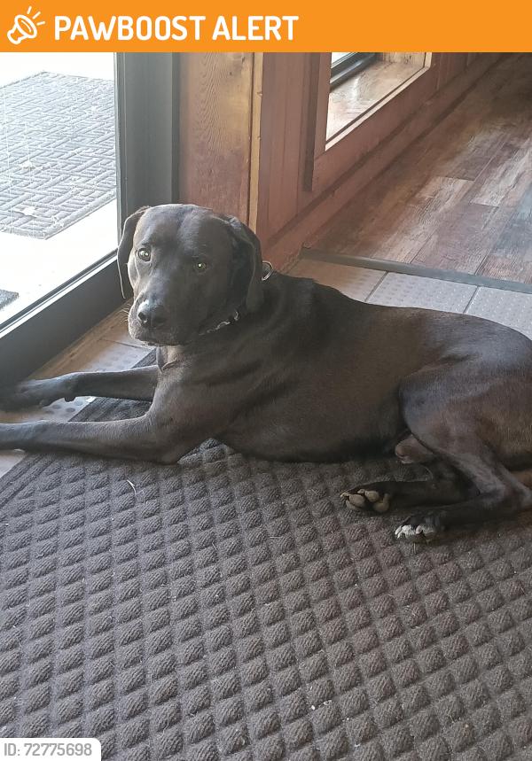 Found/Stray Male Dog last seen Dunbar  Hiawatha Mannor , Cumberland County, TN 38572