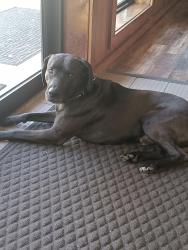 Found/Stray Male Dog last seen Dunbar  Hiawatha Mannor , Cumberland County, TN 38572