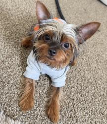 Lost Male Dog last seen Gage and Hoover , Los Angeles, CA 90044