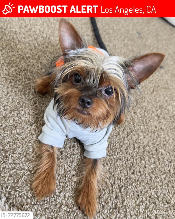 Lost Male Dog last seen Gage and Hoover , Los Angeles, CA 90044