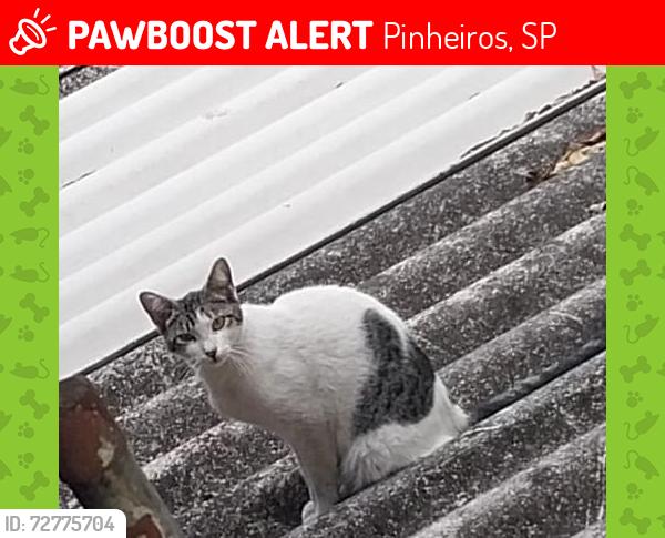 Lost Female Cat last seen Metrô Pinheiros, CET Ruth Cardoso , Pinheiros, SP 