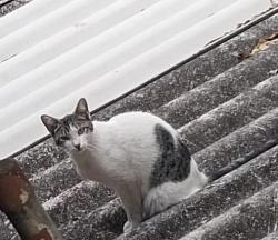 Lost Female Cat last seen Metrô Pinheiros, CET Ruth Cardoso , Pinheiros, SP 