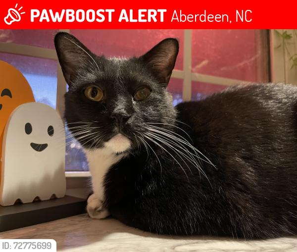 Lost Male Cat last seen Roseland road , Aberdeen, NC 28315