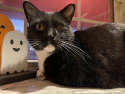 Lost Male Cat last seen Roseland road , Aberdeen, NC 28315