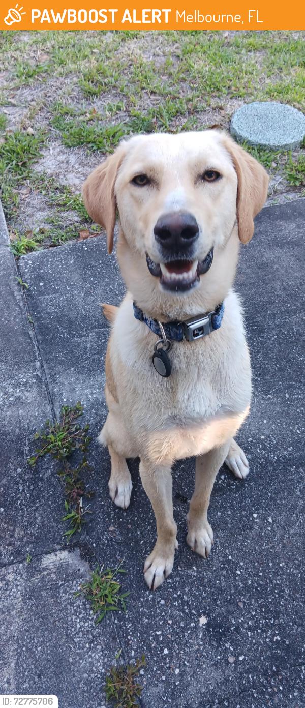 Found/Stray Unknown Dog last seen Southgate, Melbourne, FL 32901