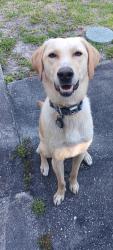 Found/Stray Unknown Dog last seen Southgate, Melbourne, FL 32901