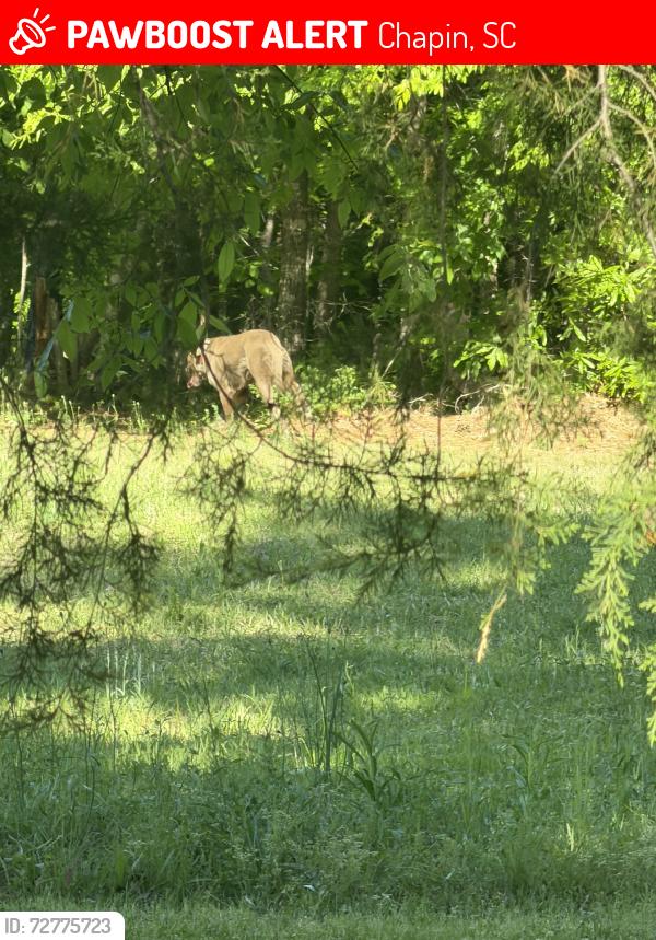 Lost Male Dog last seen Eagles Nest Neighborhood, Chapin, SC 29036