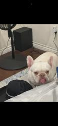 Lost Female Dog last seen Durfee and poinsettia ave, El Monte, CA 91732