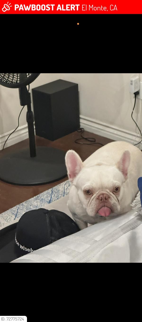 Lost Female Dog last seen Durfee and poinsettia ave, El Monte, CA 91732