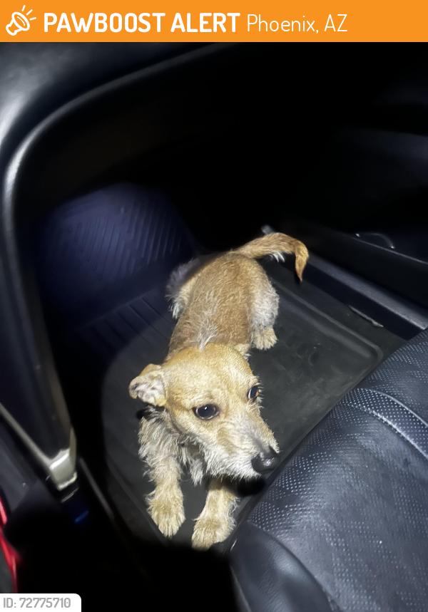 Found/Stray Male Dog last seen Near W Lewis Ave Phoenix az 85035, Phoenix, AZ 85035