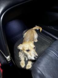 Found/Stray Male Dog last seen Near W Lewis Ave Phoenix az 85035, Phoenix, AZ 85035