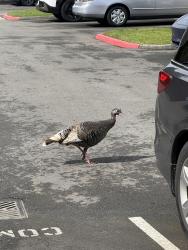 Found/Stray Female Bird last seen S 228th St & Lakeside Blvd E, Kent, WA 98032
