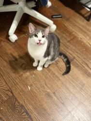 Lost Male Cat last seen Diversity , Chicago, IL 60634