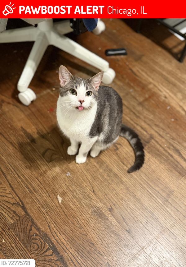Lost Male Cat last seen Diversity , Chicago, IL 60634