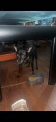Lost Male Dog last seen Michigan ave y Osage Marquette Park 63118, St. Louis, MO 63118