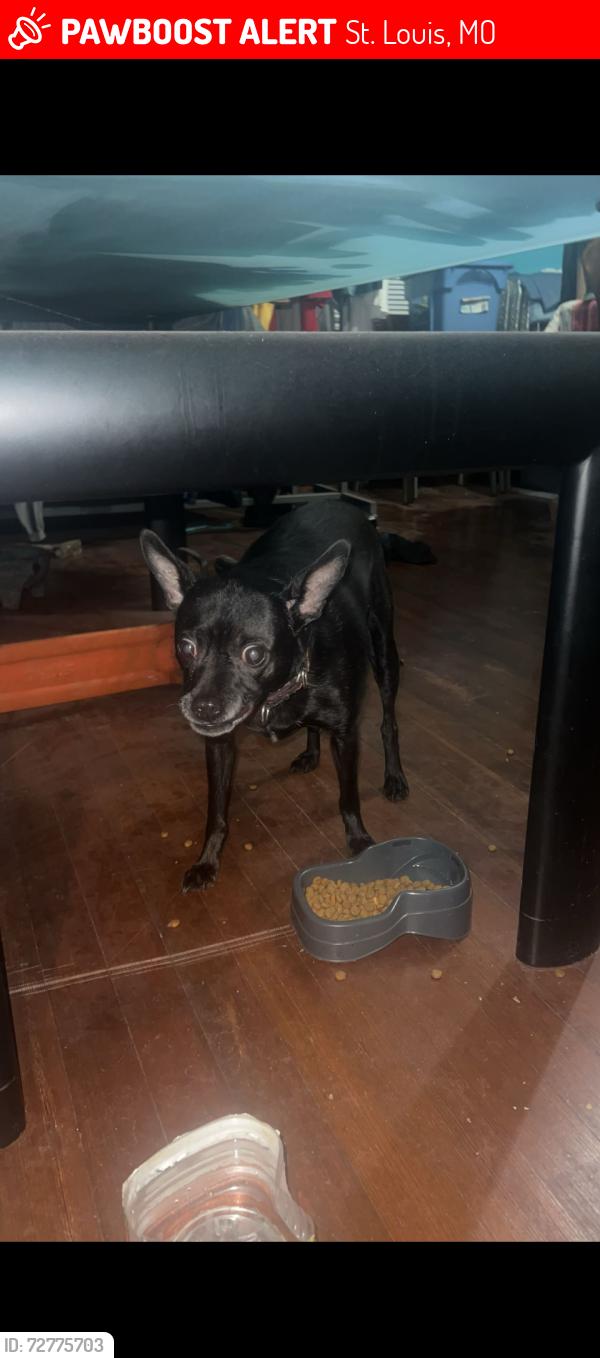 Lost Male Dog last seen Michigan ave y Osage Marquette Park 63118, St. Louis, MO 63118