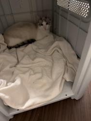 Found/Stray Unknown Cat last seen Viv apmt, Seattle, WA 98133
