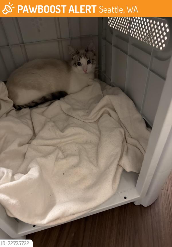 Found/Stray Unknown Cat last seen Viv apmt, Seattle, WA 98133
