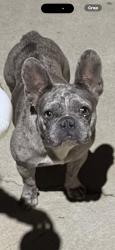 Found/Stray Female Dog last seen Bloomington Ca, Bloomington, CA 92316