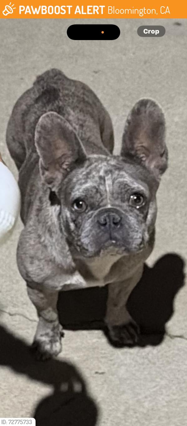 Found/Stray Female Dog last seen Bloomington Ca, Bloomington, CA 92316