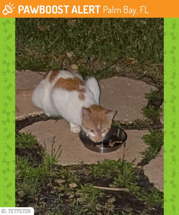 Found/Stray Unknown Cat last seen Dittmer Circle and Finola, Palm Bay, FL 32909