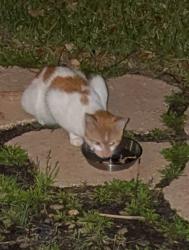 Found/Stray Unknown Cat last seen Dittmer Circle and Finola, Palm Bay, FL 32909