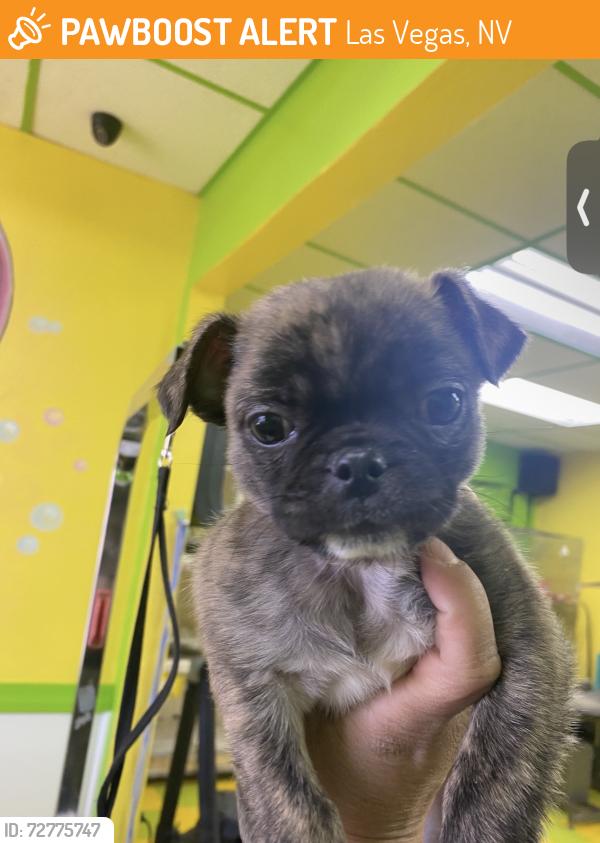 Found/Stray Unknown Dog last seen Cheyenne/Rainbow, Las Vegas, NV 89108