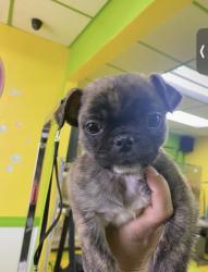 Found/Stray Unknown Dog last seen Cheyenne/Rainbow, Las Vegas, NV 89108