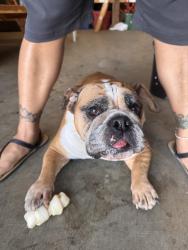 Found/Stray Female Dog last seen Across from the old Frishes, Cincinnati, OH 45225