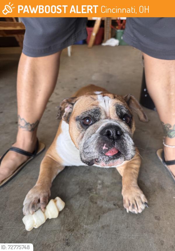 Found/Stray Female Dog last seen Across from the old Frishes, Cincinnati, OH 45225