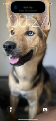 Lost Male Dog last seen Mills Rd and Regency , Houston, TX 77070