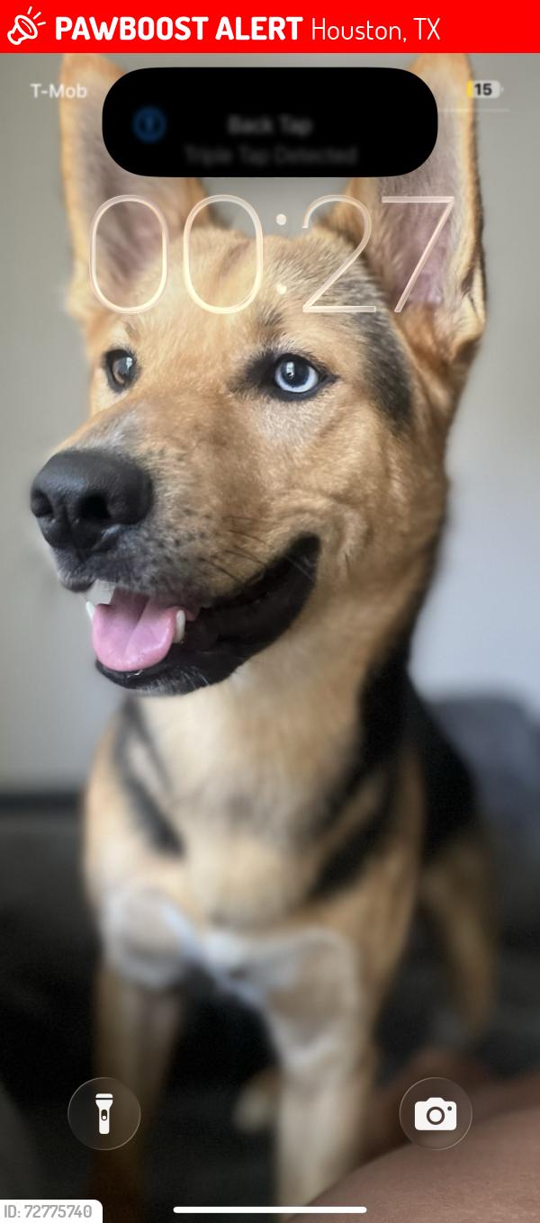 Lost Male Dog last seen Mills Rd and Regency , Houston, TX 77070